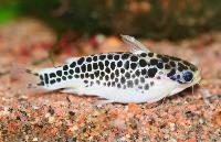 Centromochlus perugiae