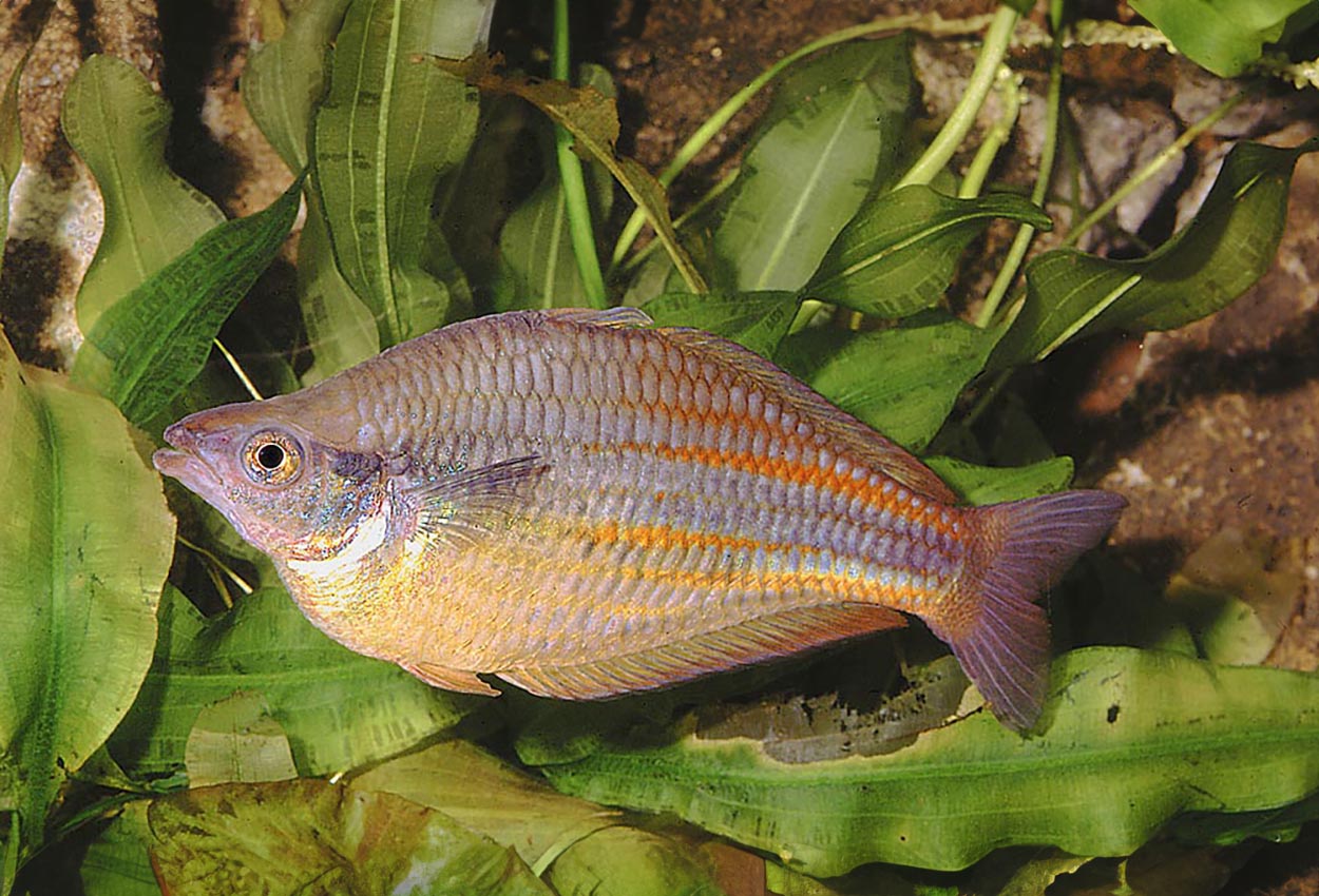 Melanotaenia affinis