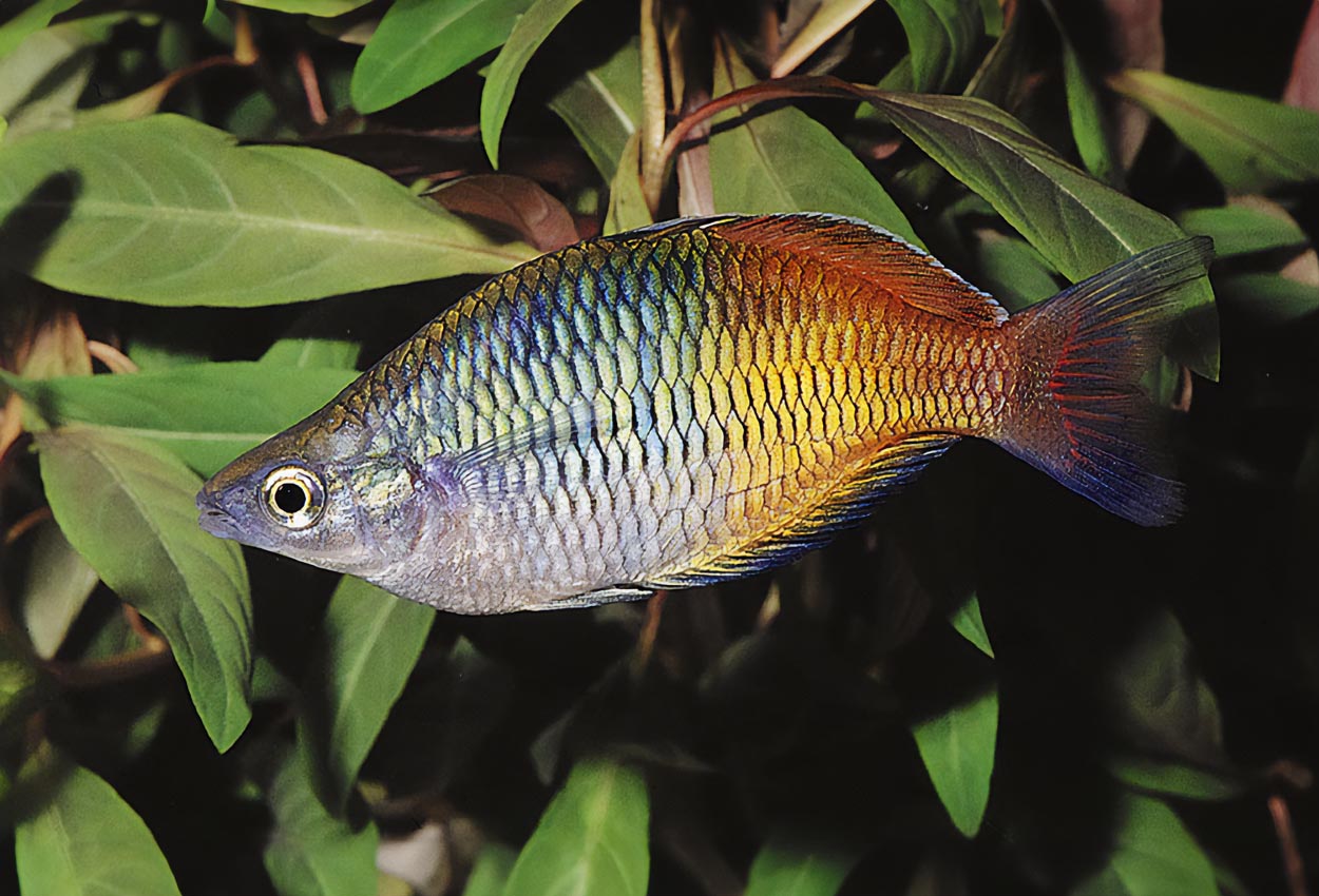 Melanotaenia boesemani