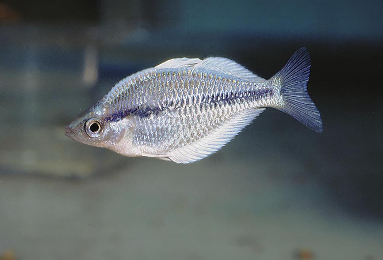 Melanotaenia kamaka