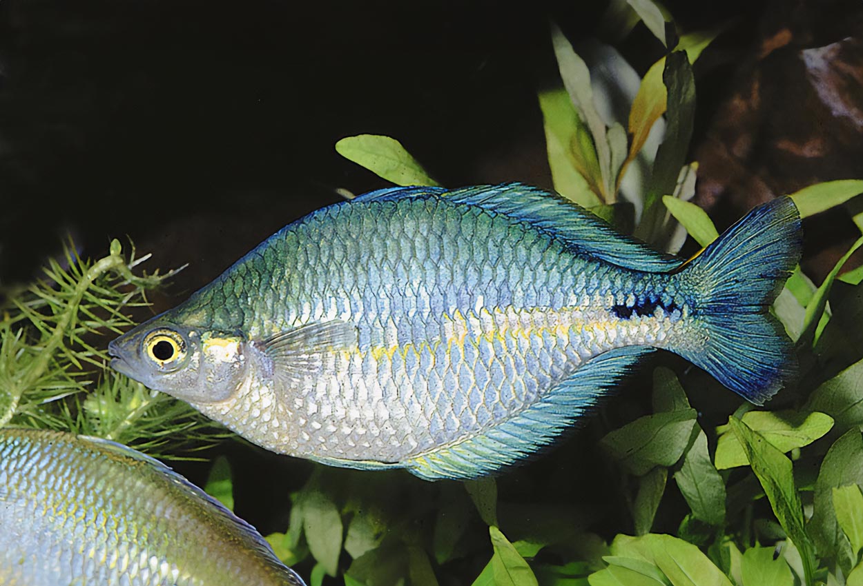 Melanotaenia lacustris