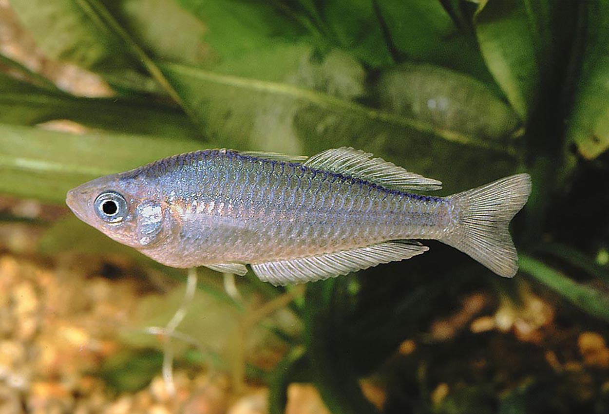 Melanotaenia pygmaea