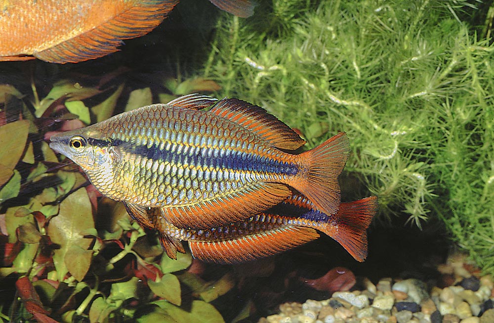 Melanotaenia trifasciata, Running Creek