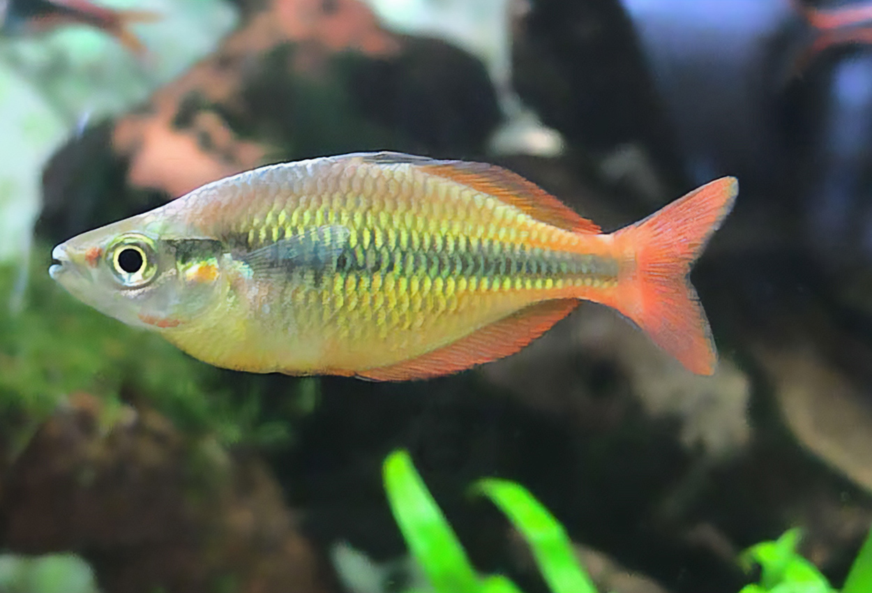 Melanotaenia herbertaxelrodi