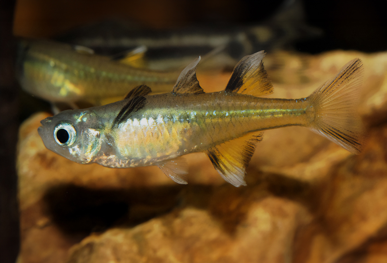 Pseudomugil signifer