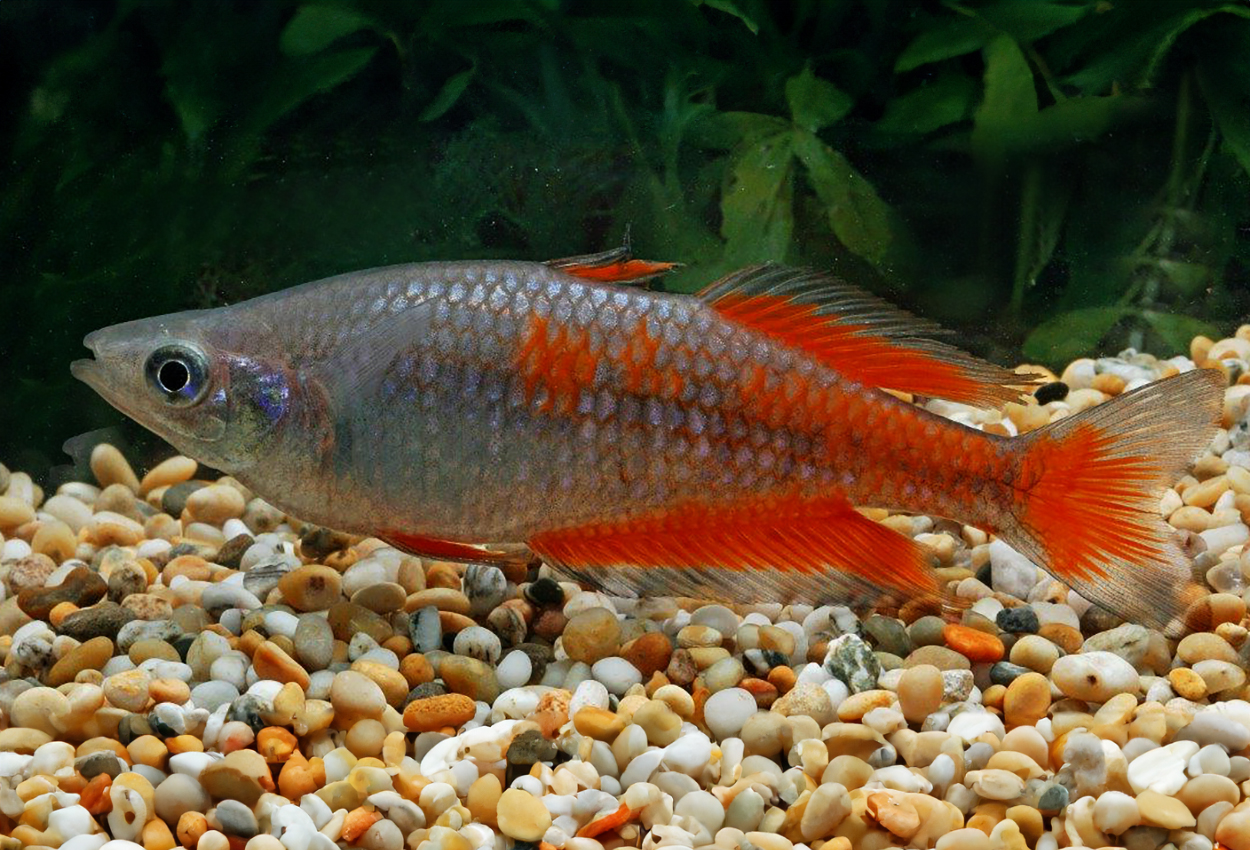 Melanotaenia parkinsoni