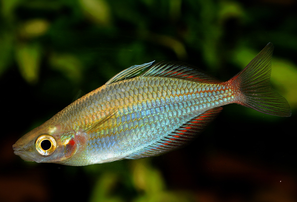 Melanotaenia senckenbergianus