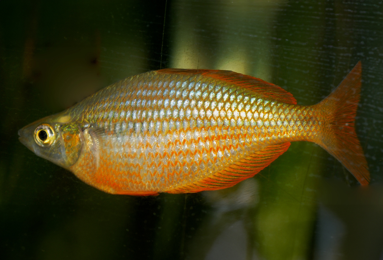 Glossolepis multisquamata