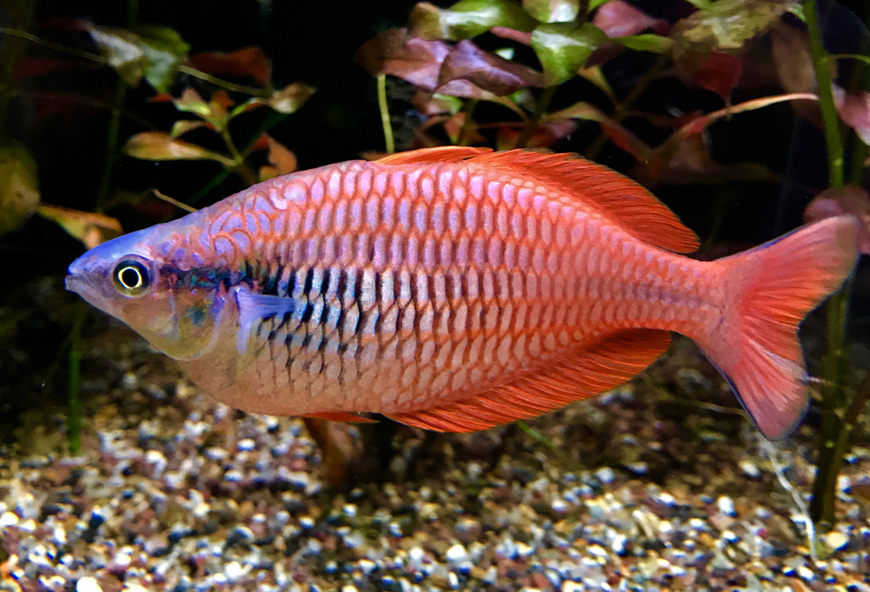 Melanotaenia parva