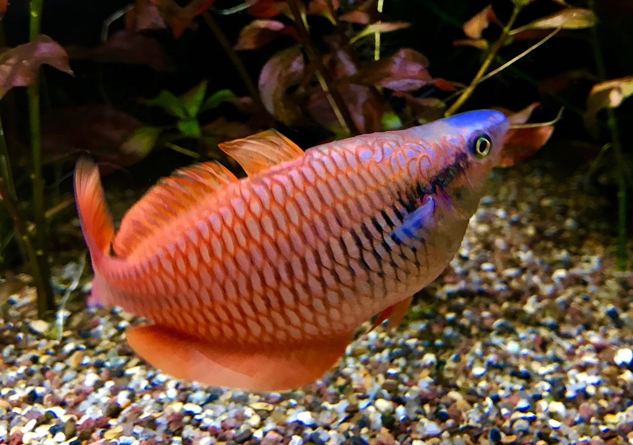 Melanotaenia parva