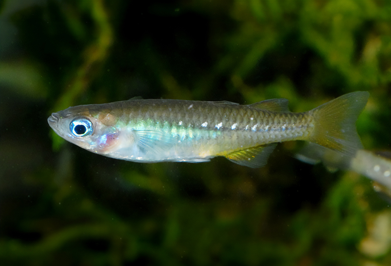 Pseudomugil tenellus