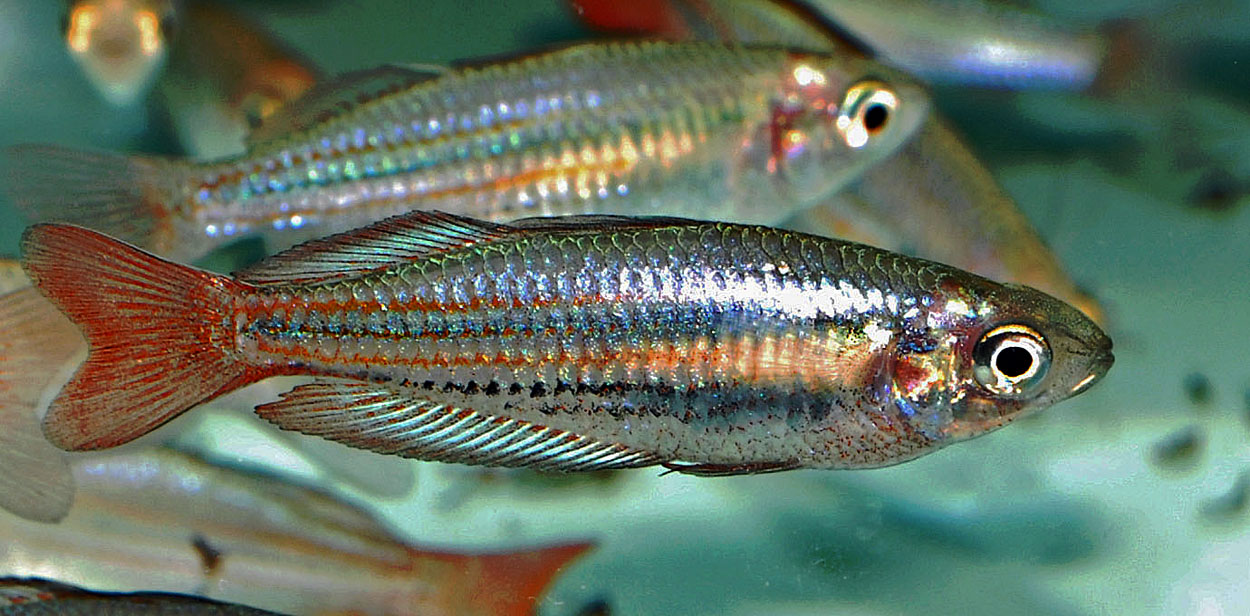 Melanotaenia australis