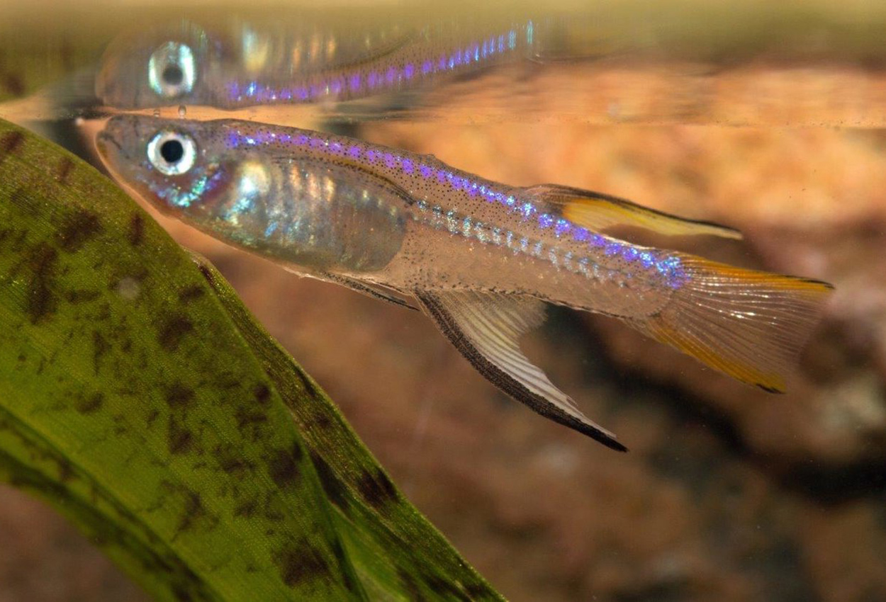 Pseudomugil cyanodorsalis