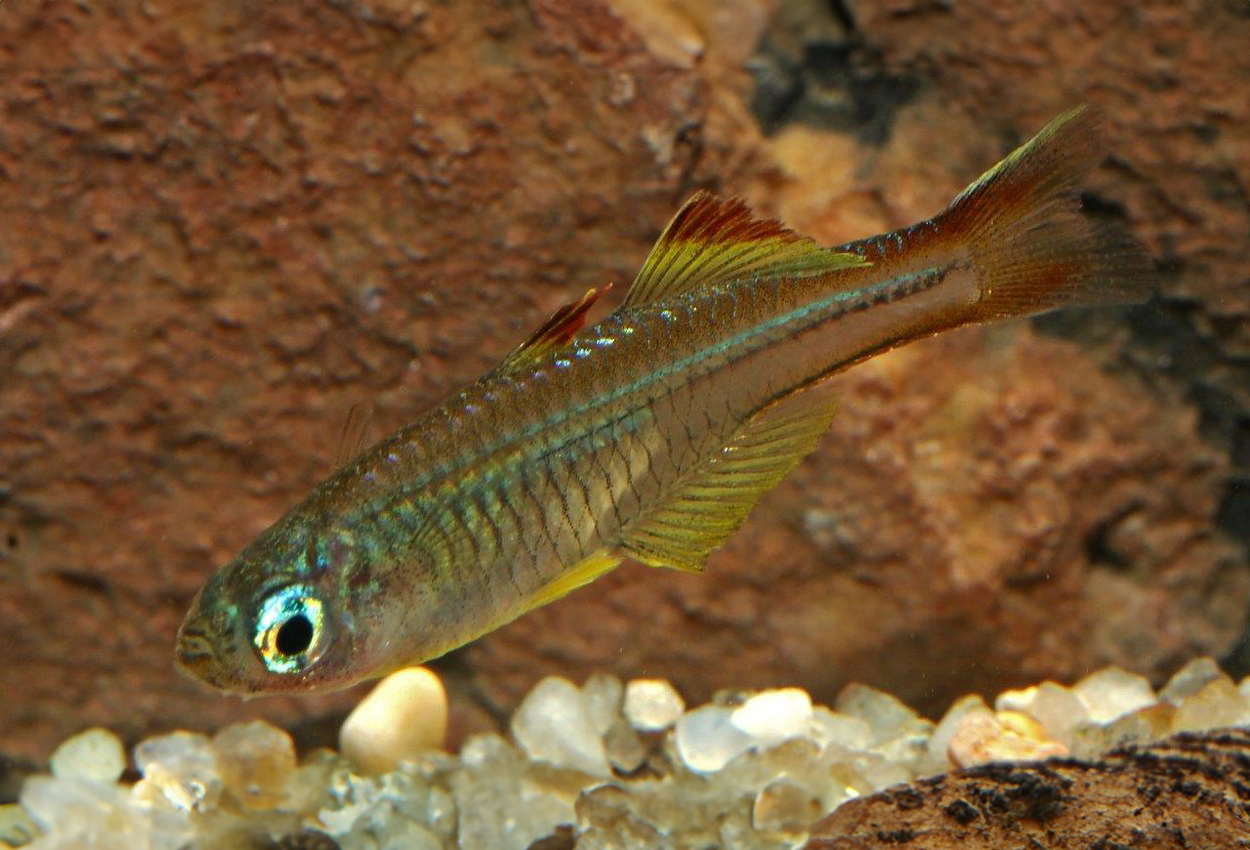 Pseudomugil ivantsoffi 