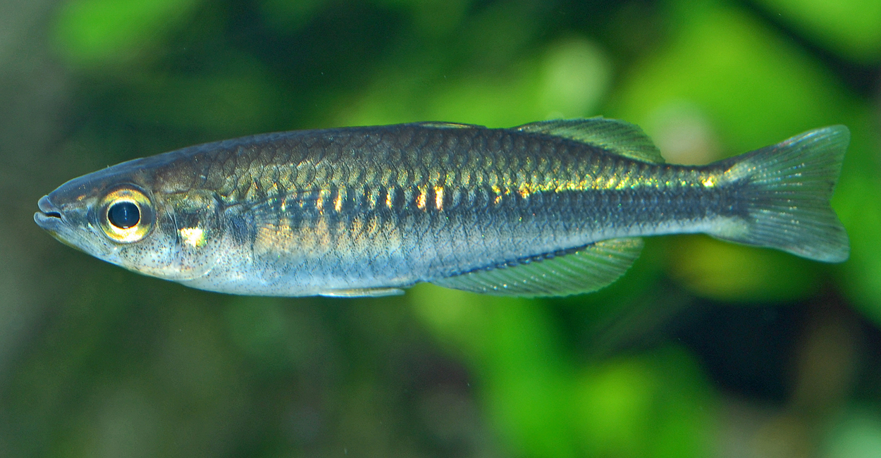 Bedotia sp. 'Ankavia'