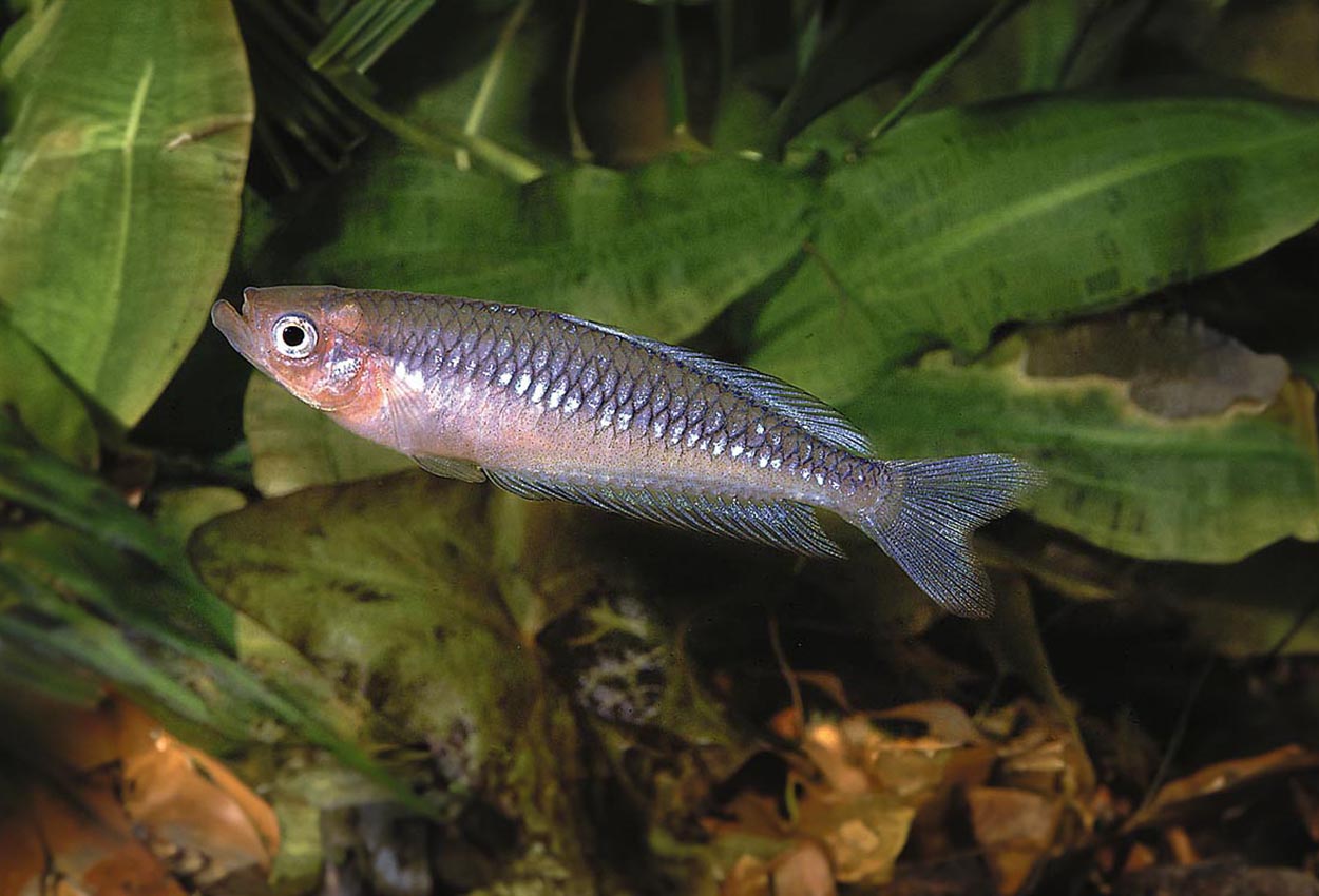 Rhadinocentrus ornatus