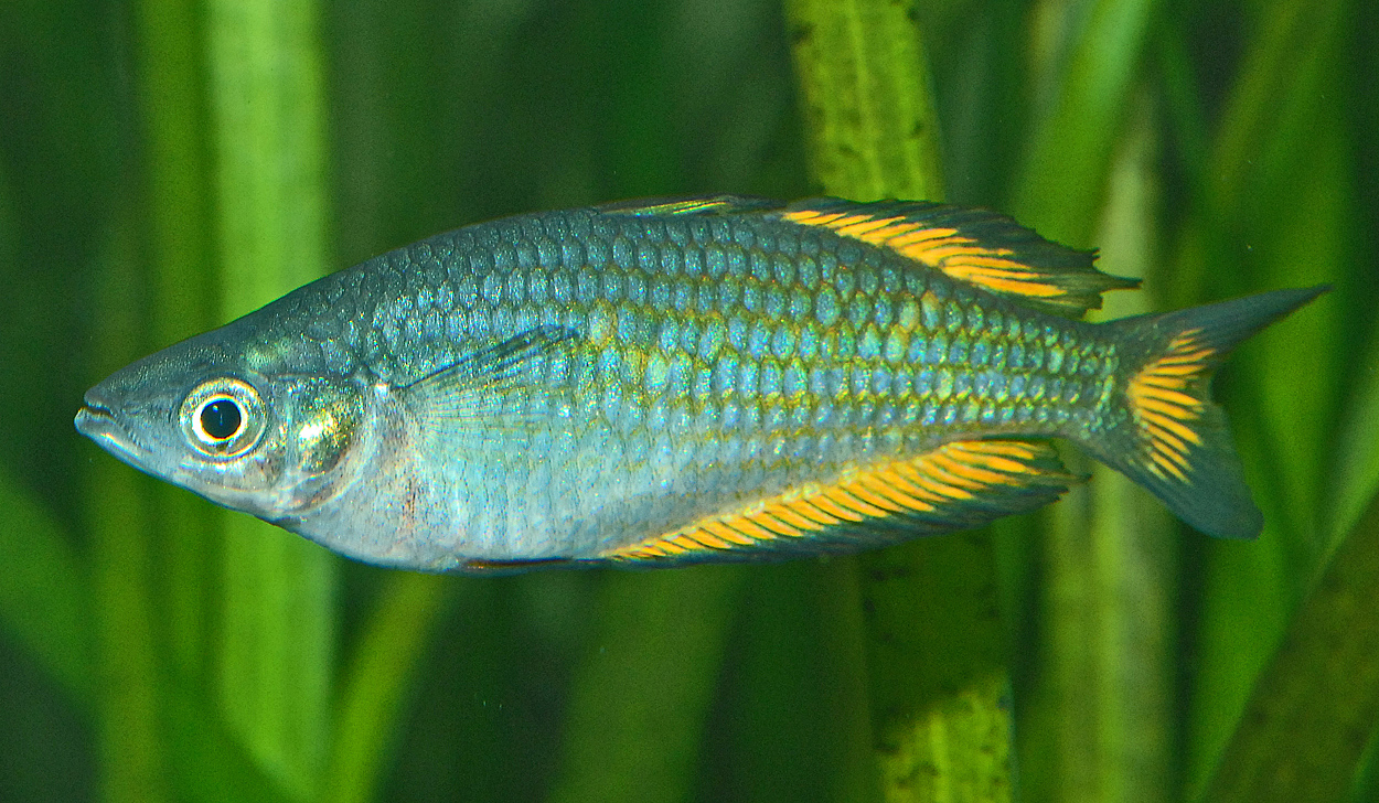Melanotaenia splendida