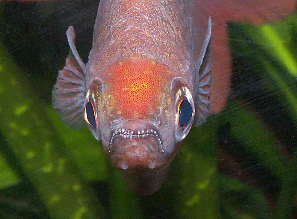 Glossolepis incinus
