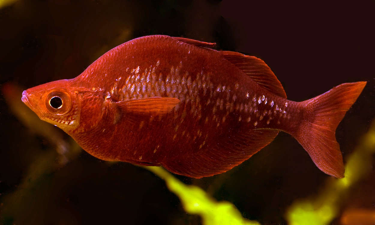 Glossolepis incisus