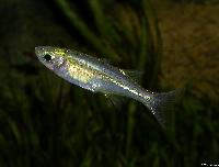 Marosatherina ladigesi (hona)