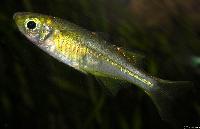 Marosatherina ladigesi (hona)