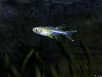Marosatherina ladigesi (hane)