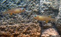 Pseudomugil signifer