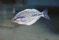 Melanotaenia kamaka