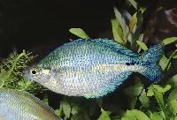Melanotaenia lacustris