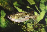 Melanotaenia maccullochi