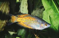 Melanotaenia parkinsoni