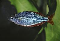 Melanotaenia praecox