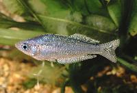 Melanotaenia pygmaea
