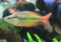 Melanotaenia herbertaxelrodi