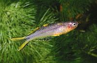 Pseudomugil furcatus
