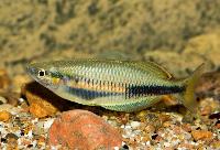 Melanotaenia sembrae