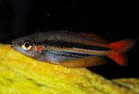Melanotaenia papuae