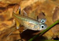Pseudomugil signifer