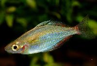 Melanotaenia senckenbergianus