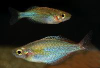 Melanotaenia senckenbergianus