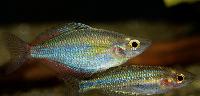 Melanotaenia senckenbergianus