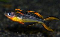 Pseudomugil furcatus