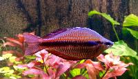 Melanotaeniata trifasciata, Goyden River