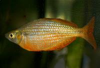 Glossolepis multisquamata