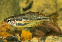 Melanotaenia ammeri