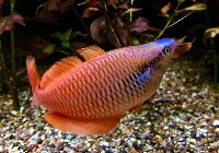 Melanotaenia parva