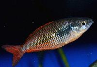 Melanotaenia parva