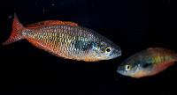 Melanotaenia parva