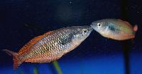 Melanotaenia parva