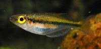 Melanotaenia fredericki